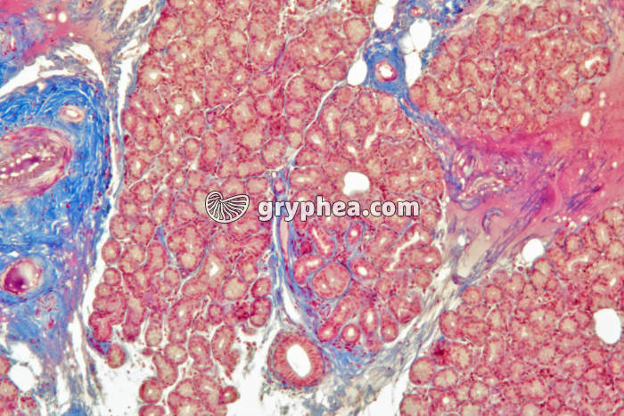 Glande lacrymale acini x25 - gryphea.com